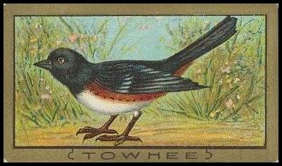 94 Towhee